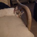 Rose Mansell - Facebook