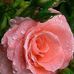 Rose Manzano - Facebook