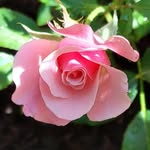Rose Hill Plant Markers - @rosehillplantmarkers - Instagram