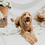 Pippa Rose Markle - @pippa.rose.the.labradoodle - Instagram