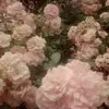 rosematz06 - @rosematz06 - TikTok