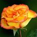 Rose McFarlane - Facebook