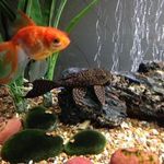 Rose Mcgregor - @rose.mcgregor.52 - Instagram