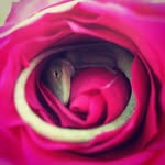Rose McGuire - @petalsofdeathe - Instagram