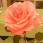 Rose McGuire - @mcguire1935 - Instagram