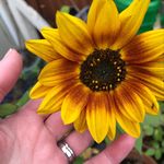 Rose - @rose.meadows.lynn - Instagram