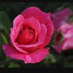 Rose Menchaca - @rosa.menchaca.1048 - Instagram