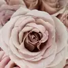🌹 - @rosemenchaca5 - TikTok