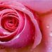 Rose Mendel - Facebook