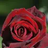Roses Mifsud - @rosesmifsud - TikTok