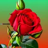 Rosa Mingo - @rosamingo3 - TikTok