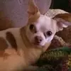 rose mingo - @user6278476256274 - TikTok