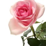 Rose Mingolo - @rosemingolo - Instagram