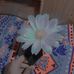 Rose Mondal - Facebook