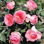 Rosemoss - @zeakhar2026 - Instagram