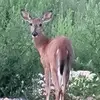 Rose Moyer - @roseannmoyer - TikTok