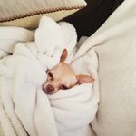 Rose Nesbitt - @rosenesbitt828 - Instagram