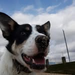 Rose Newson - @kaia_the_collie - Instagram