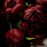 Kallanifakfa - @rose_nixx_ - Instagram