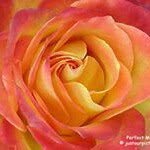 Rose Normand - @rosenormand26 - Instagram