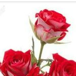 Rose Oakes - @oakes620 - Instagram