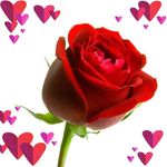 Rose Oakes - @rosiet8010 - Instagram