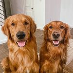 HALI-ROSE & OAKLEY BOY - @theredgolden - Instagram