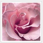 Rose Oakley - @traderroseshop - Instagram