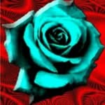 Rose Oaks - @roseoakvibes - Instagram