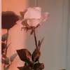 𝚁𝙾𝚂𝙴•🥀 - @roseoaks - TikTok