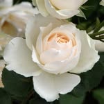 @rose.obeid_1 - Instagram