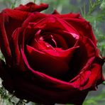 Rose Ohanian - Facebook