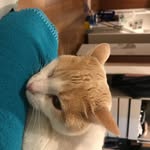 Lili Rose Ojeda Ashton - @lili_rose_kitycat - Instagram