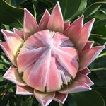 Rose O'Keefe - @okeeferose - Instagram