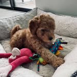 Rose Olszewski Kreger - @rozie.ok - Instagram