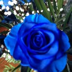 Rose Orsini - Facebook