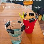 Rose Ostrowski - Facebook