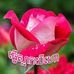 Rose Painter - Facebook