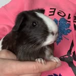 Oliver Rose Pandolfo - @the_pig_oliver - Instagram