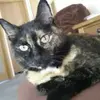 roseboucherparent - @roseboucherparent - TikTok