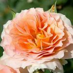 Rose Parish Lindahl - @rlin1515 - Instagram