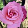 Rose - @roseparson65 - TikTok