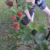 Rose Partin - @rosepartin - TikTok