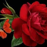 Rose Parvin - @parvin1848 - Instagram