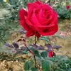 Rose Parvin - @roseparvin95 - TikTok