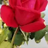 Rose Parvin - @roseparvin54 - TikTok