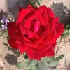 Rose parvin - @roseparvin85 - TikTok