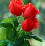 Rose Perillo - Facebook