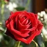 Rose Plowman - @trevorandrose - Instagram