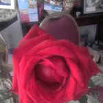 Rose Polies - @rosepolies - Instagram